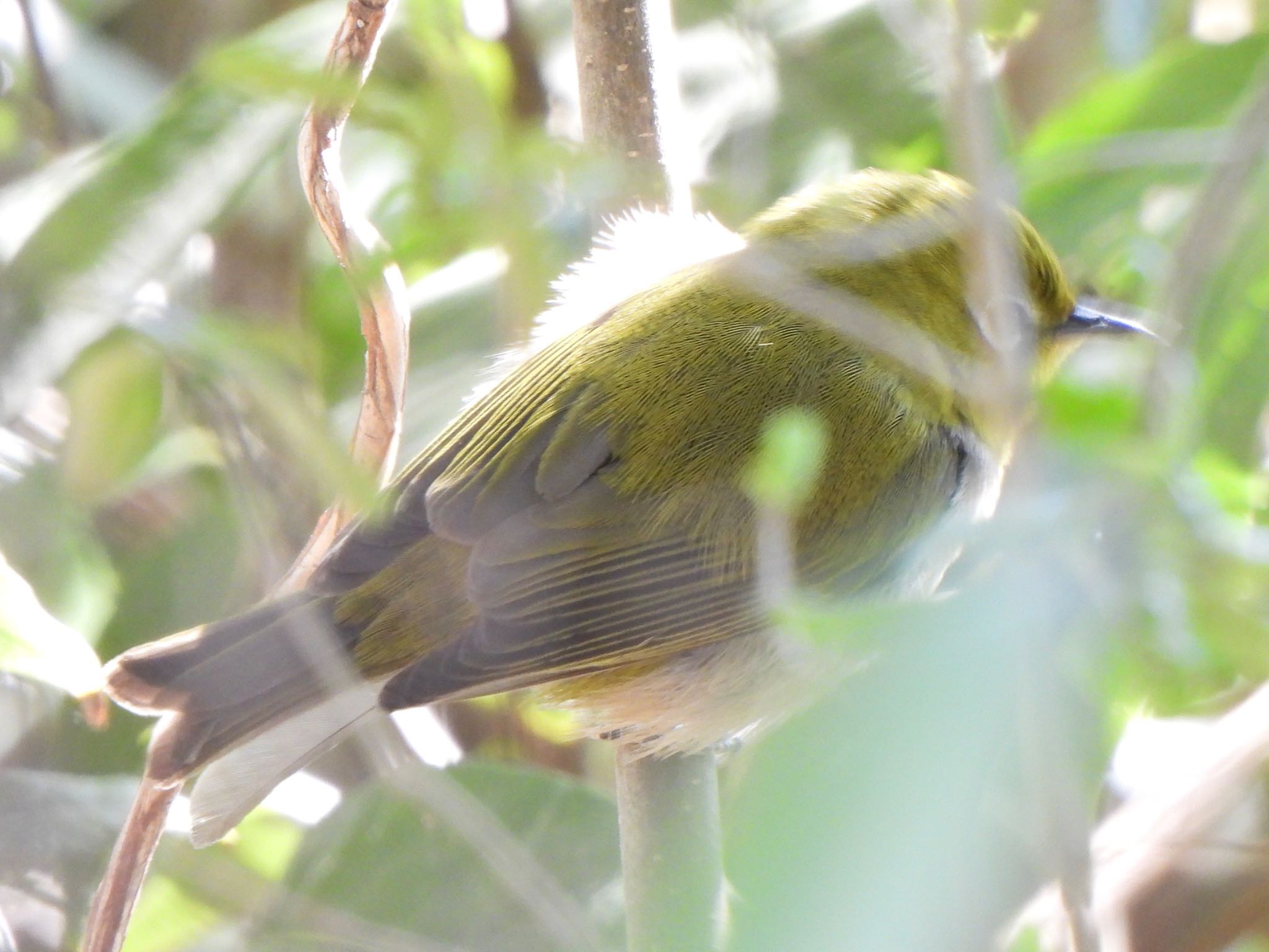 Warbling White-eye