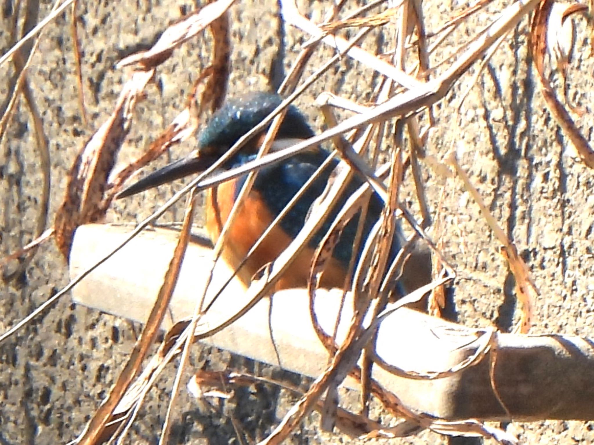 Common Kingfisher