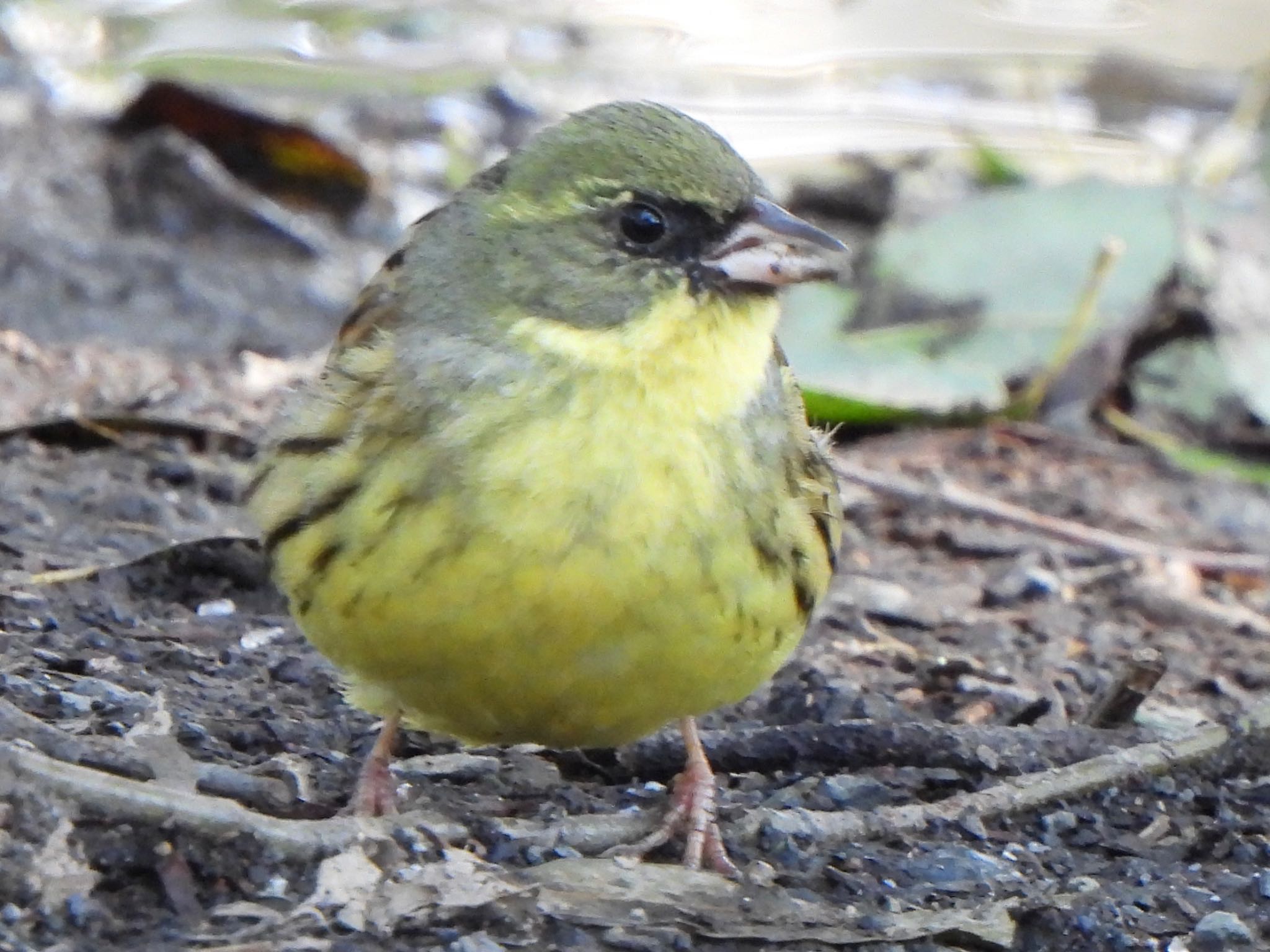 Photo of Masked Bunting at 芝川第一調節池(芝川貯水池) by ツピ太郎