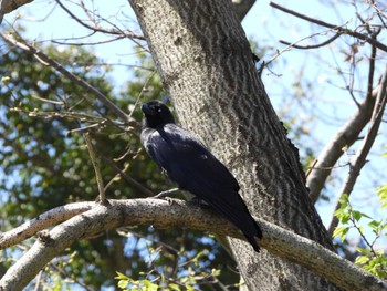 ハシブトガラス 守谷野鳥のみち自然園 2023年4月9日(日)