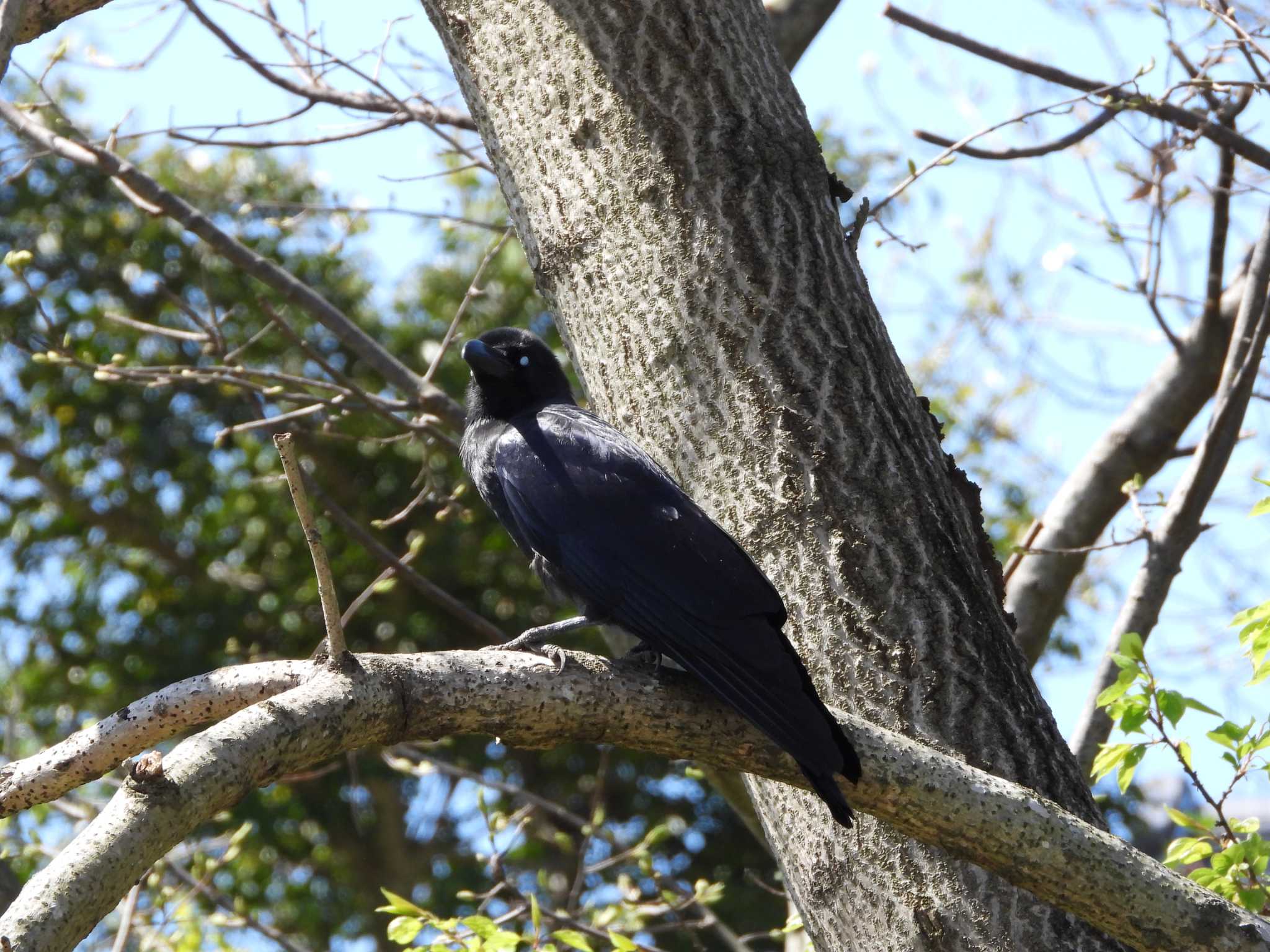 守谷野鳥のみち自然園 ハシブトガラスの写真 by ときちゃん（ibis）