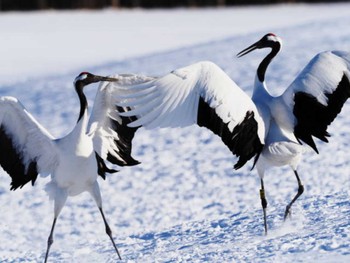 タンチョウ 鶴居村 2023年1月27日(金)