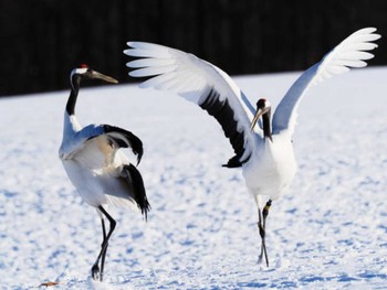 タンチョウ 鶴居村 2023年1月27日(金)