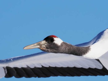 2023年1月27日(金) 鶴居村の野鳥観察記録