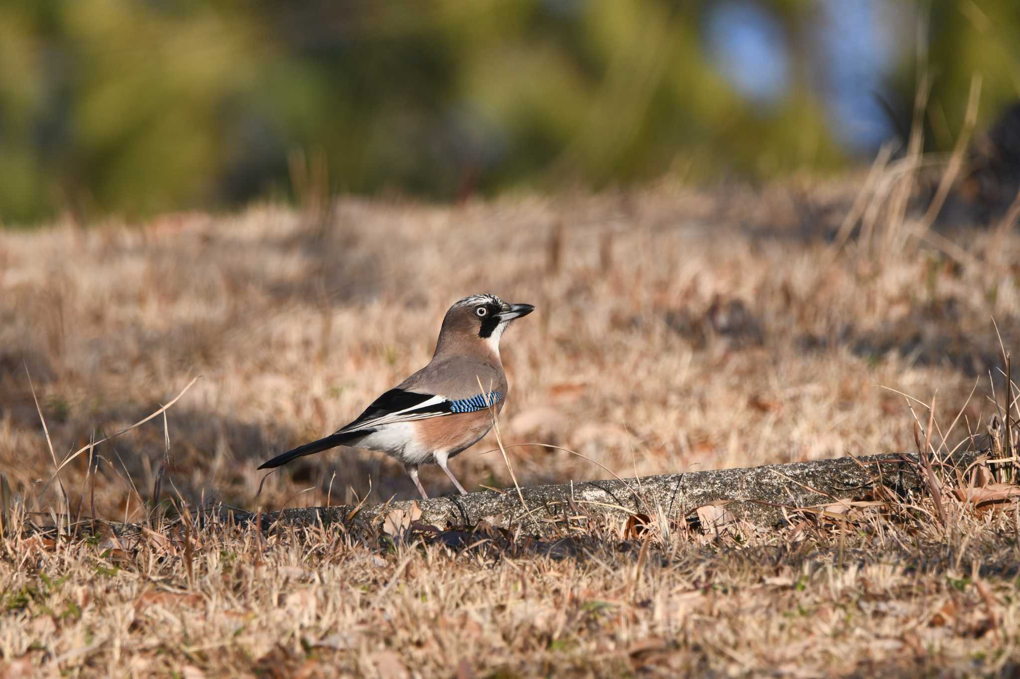 Eurasian Jay