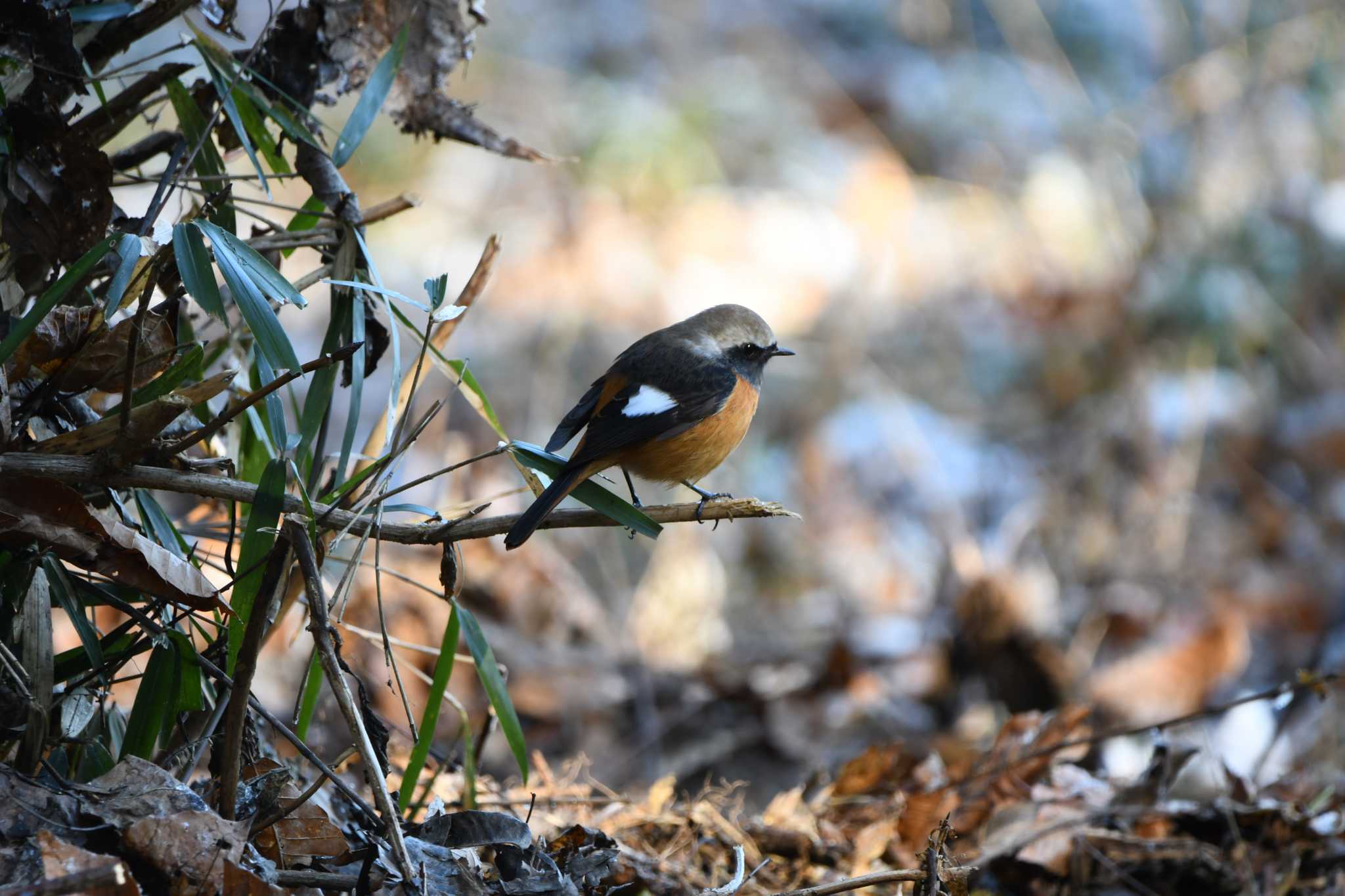 Daurian Redstart