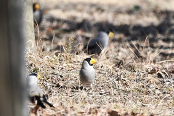 Sun, 1/14/2024 Birding report at 鹿沼市