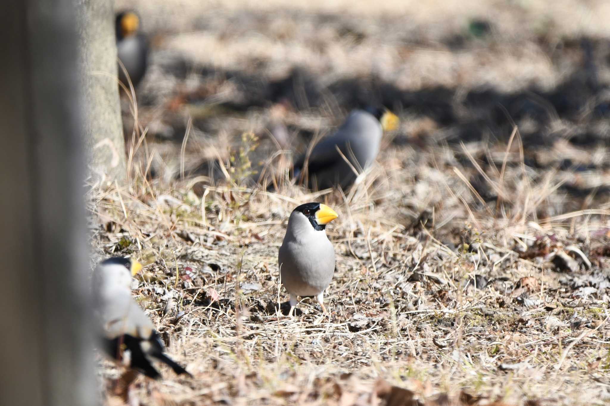 Japanese Grosbeak