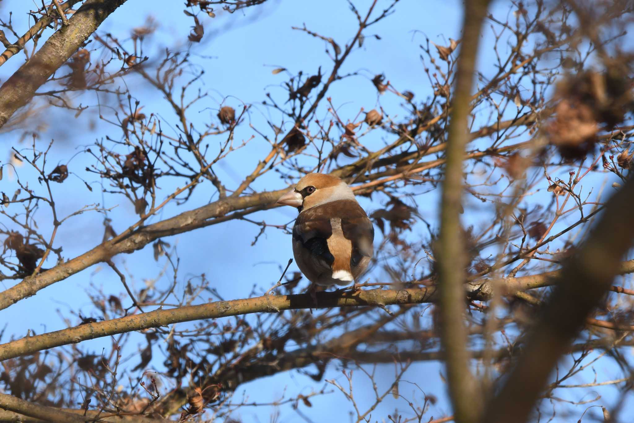 Hawfinch