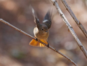 Daurian Redstart 横浜市立金沢自然公園 Sun, 3/3/2024