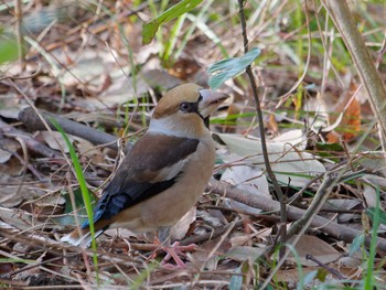 Hawfinch 横浜市立金沢自然公園 Mon, 3/4/2024