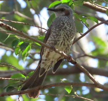 Brown-eared Bulbul 岩本山公園 Mon, 3/4/2024