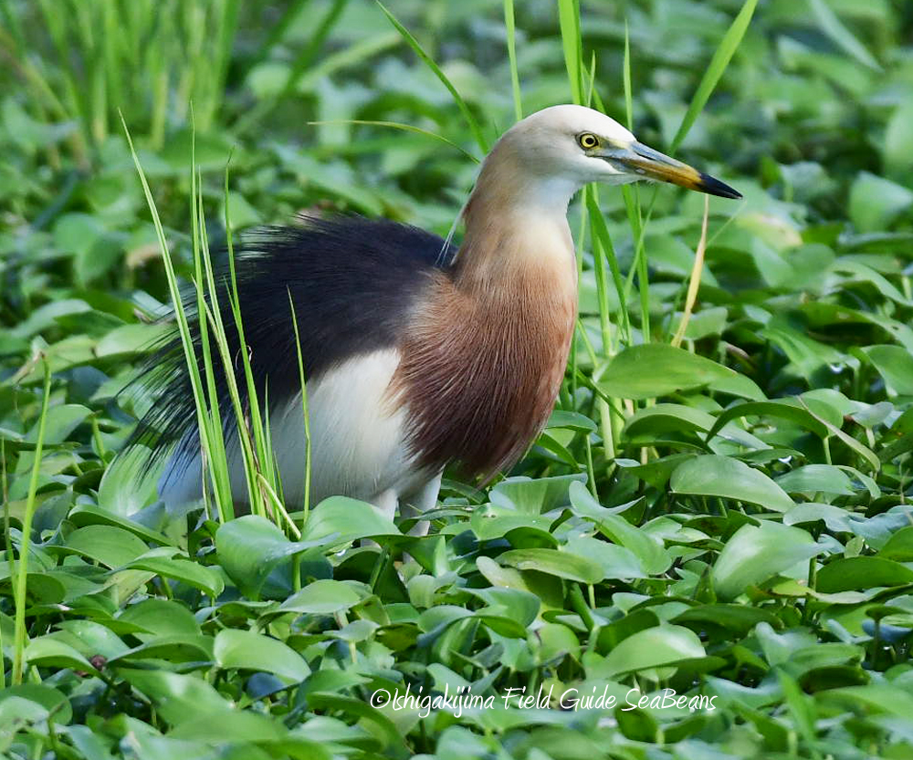 Javan Pond Heron