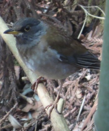 Pale Thrush 岩本山公園 Mon, 3/4/2024