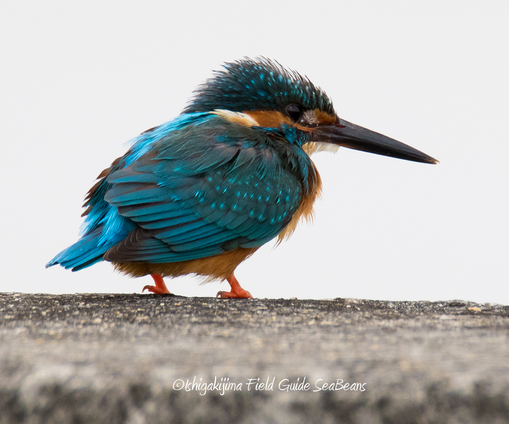 Common Kingfisher