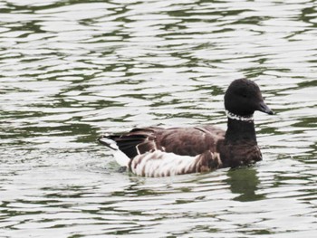 Sun, 1/22/2023 Birding report at 津屋崎干潟