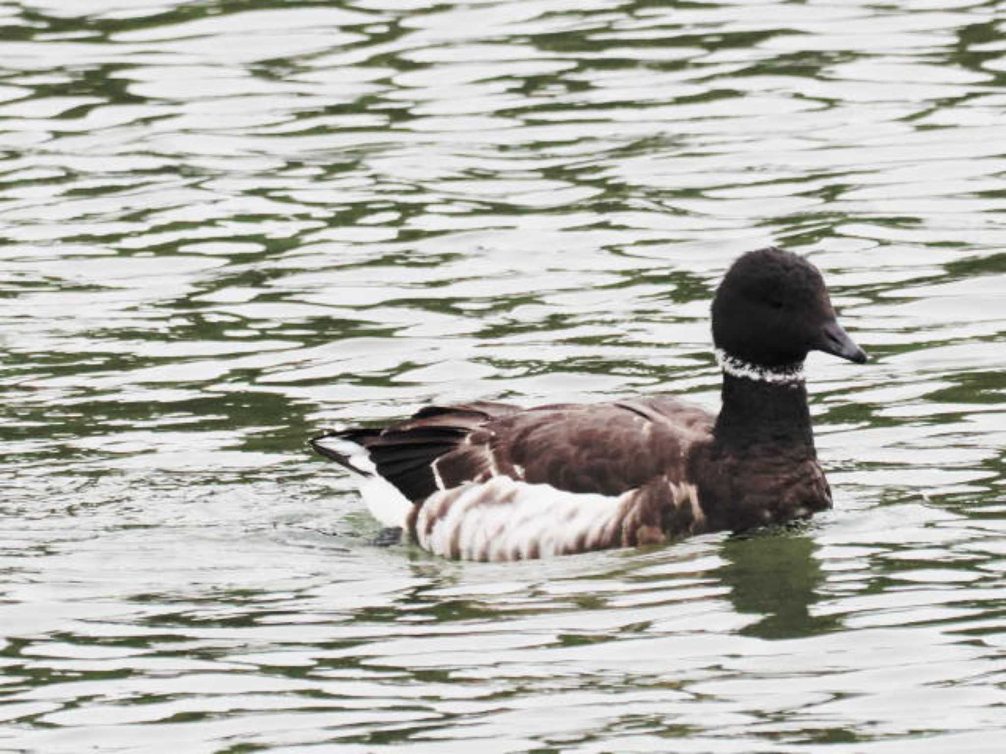 Brant Goose