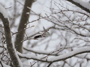 2024年3月3日(日) 西岡公園(西岡水源地)の野鳥観察記録