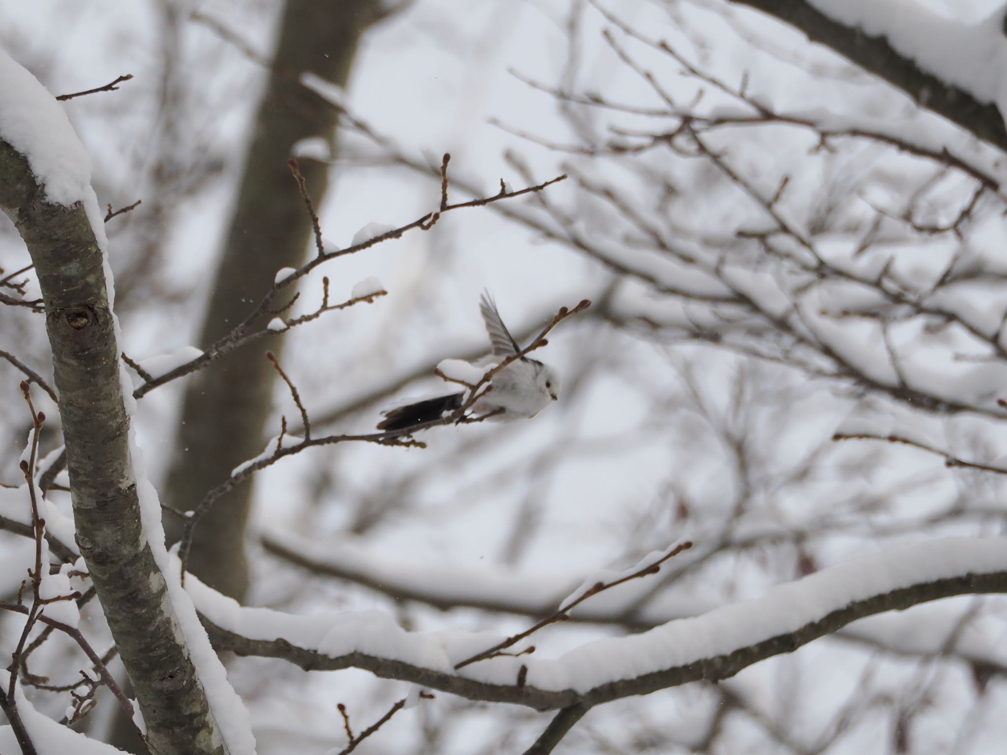 Long-tailed tit(japonicus)