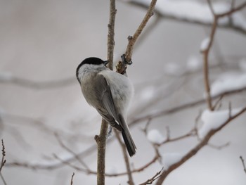 Marsh Tit Nishioka Park Sun, 3/3/2024