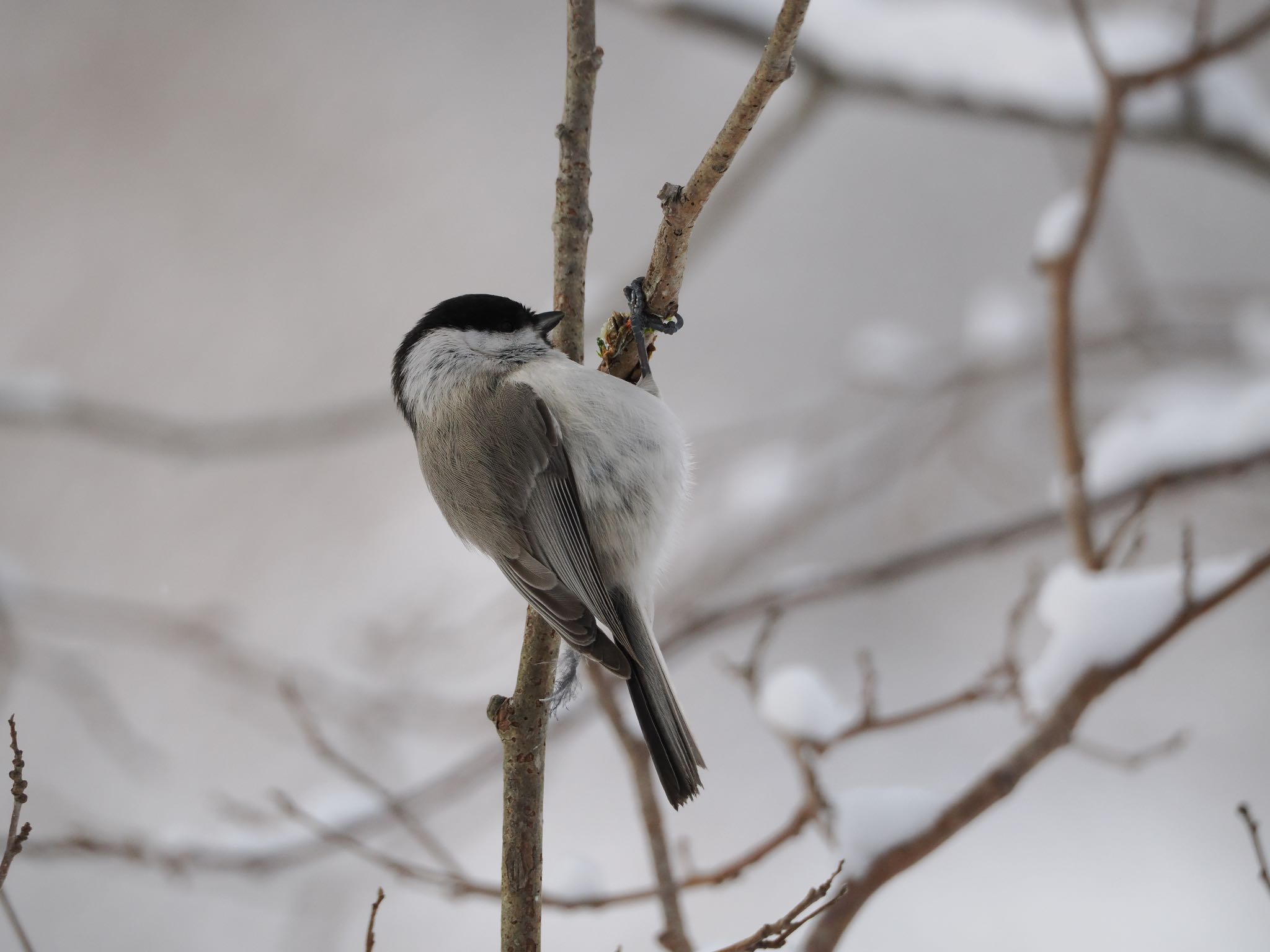 Photo of Marsh Tit at Nishioka Park by シマエナガに会いたい