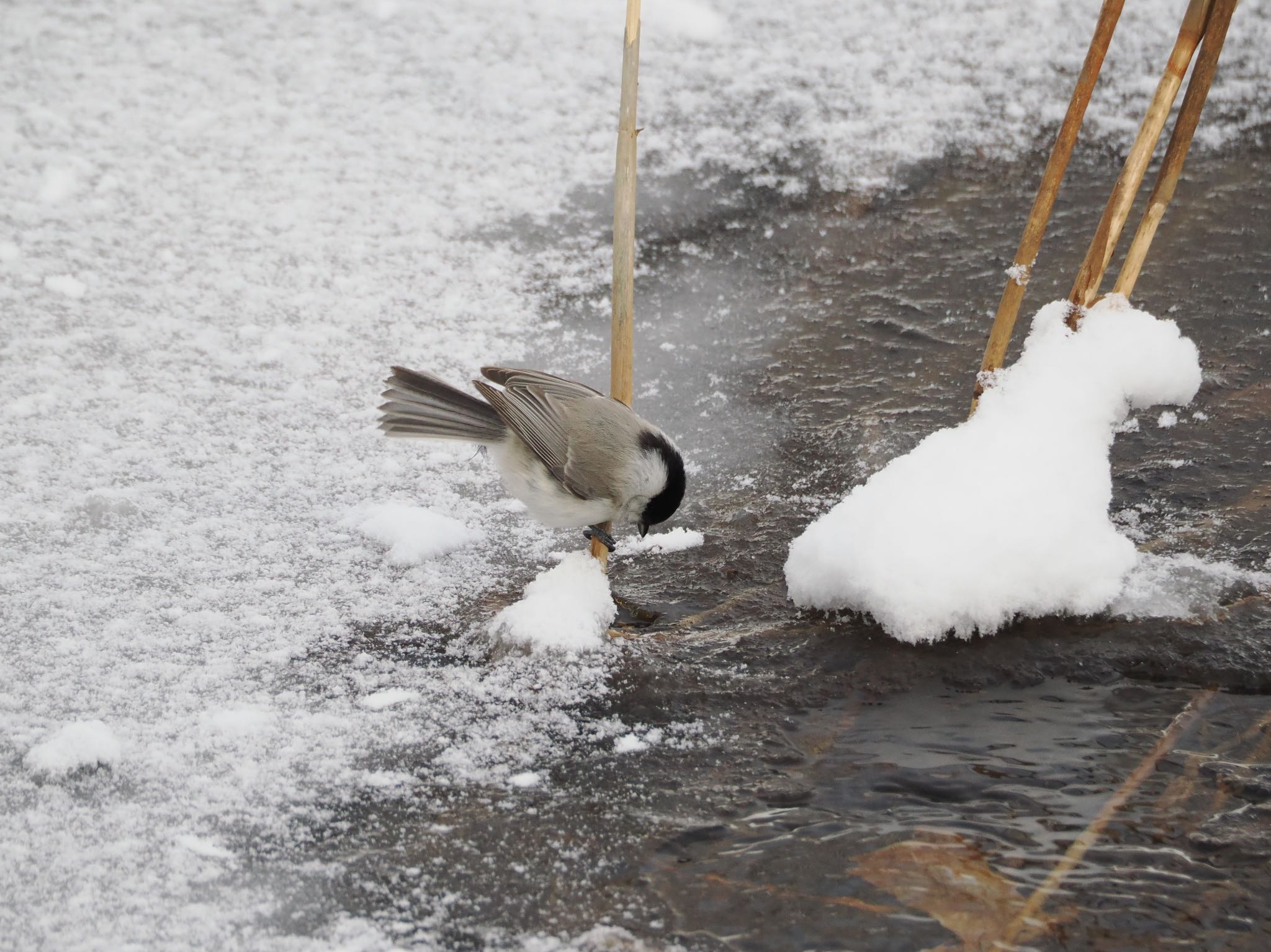 Photo of Marsh Tit at Nishioka Park by シマエナガに会いたい