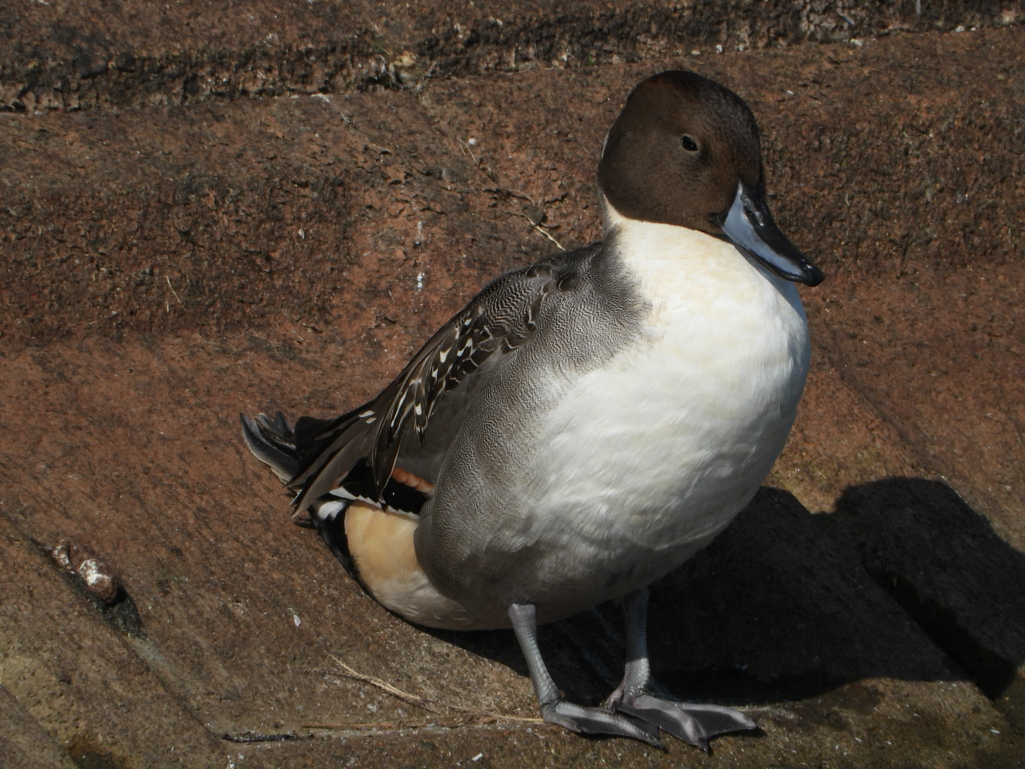 Photo of Northern Pintail at 兵庫県明石市 by 禽好き