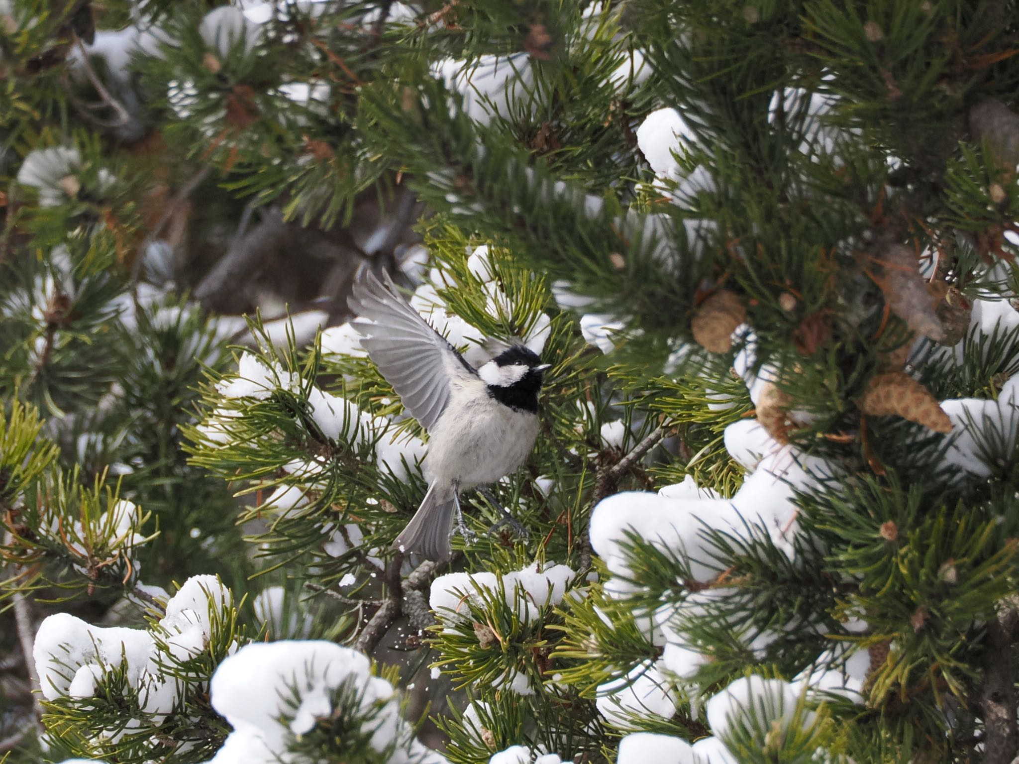 Photo of Coal Tit at Nishioka Park by シマエナガに会いたい