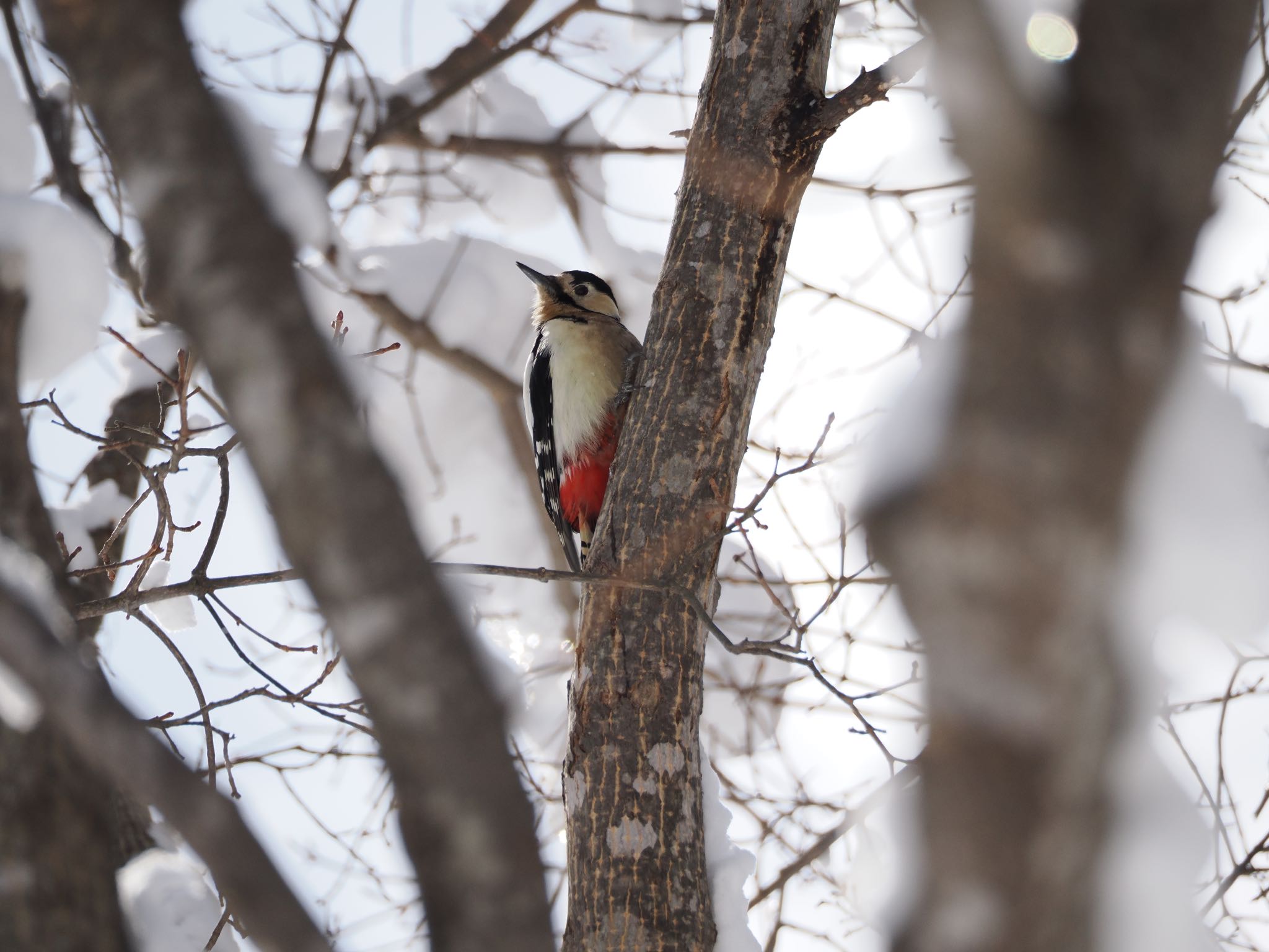 Great Spotted Woodpecker(japonicus)