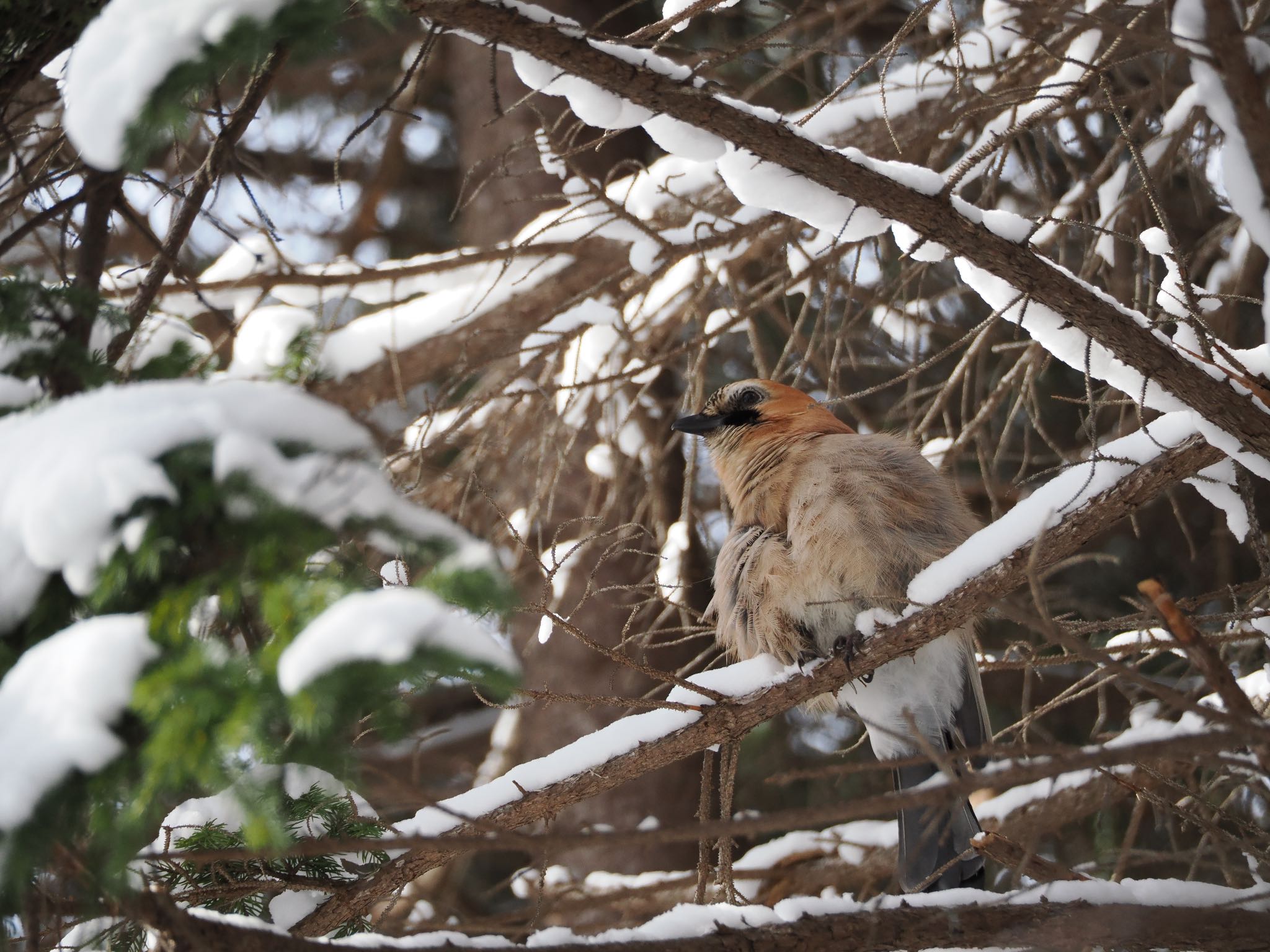 Eurasian Jay