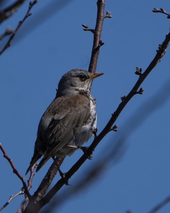 Fieldfare 群馬県 Mon, 3/4/2024