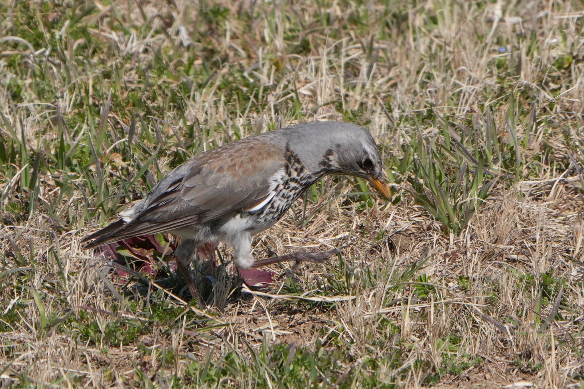 Photo of Fieldfare at 群馬県 by けやき@初心者