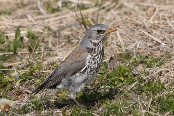 Fieldfare 群馬県 Mon, 3/4/2024