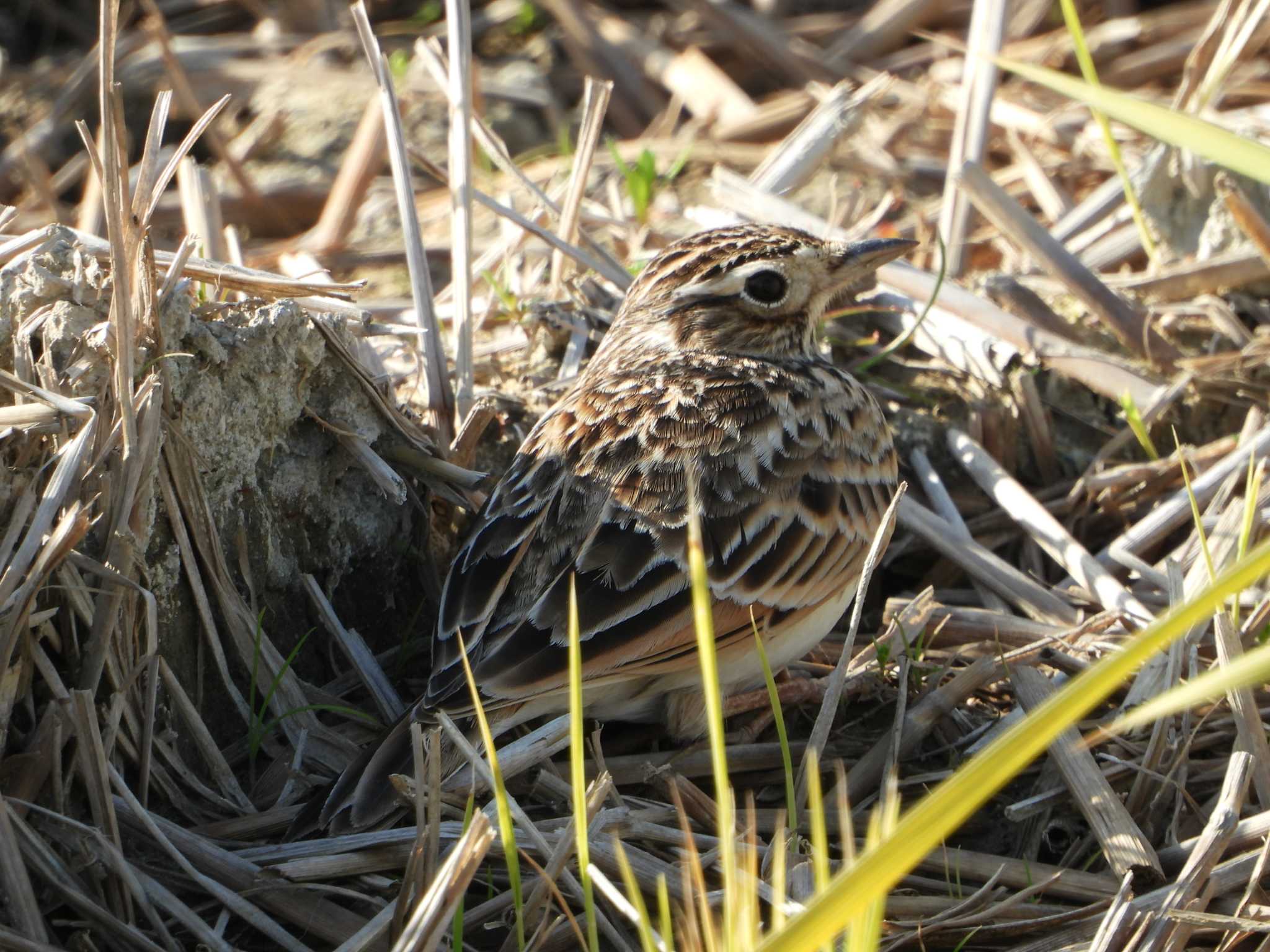 Eurasian Skylark