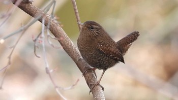 Eurasian Wren おいらせ町いちょう公園(青森県おいらせ町) Sun, 2/18/2024