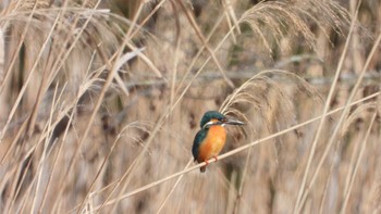 Common Kingfisher おいらせ町いちょう公園(青森県おいらせ町) Sun, 2/18/2024