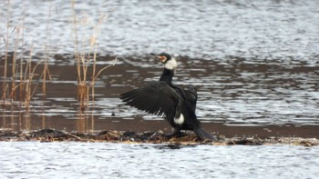 Great Cormorant 小川原湖(青森県) Sat, 2/24/2024