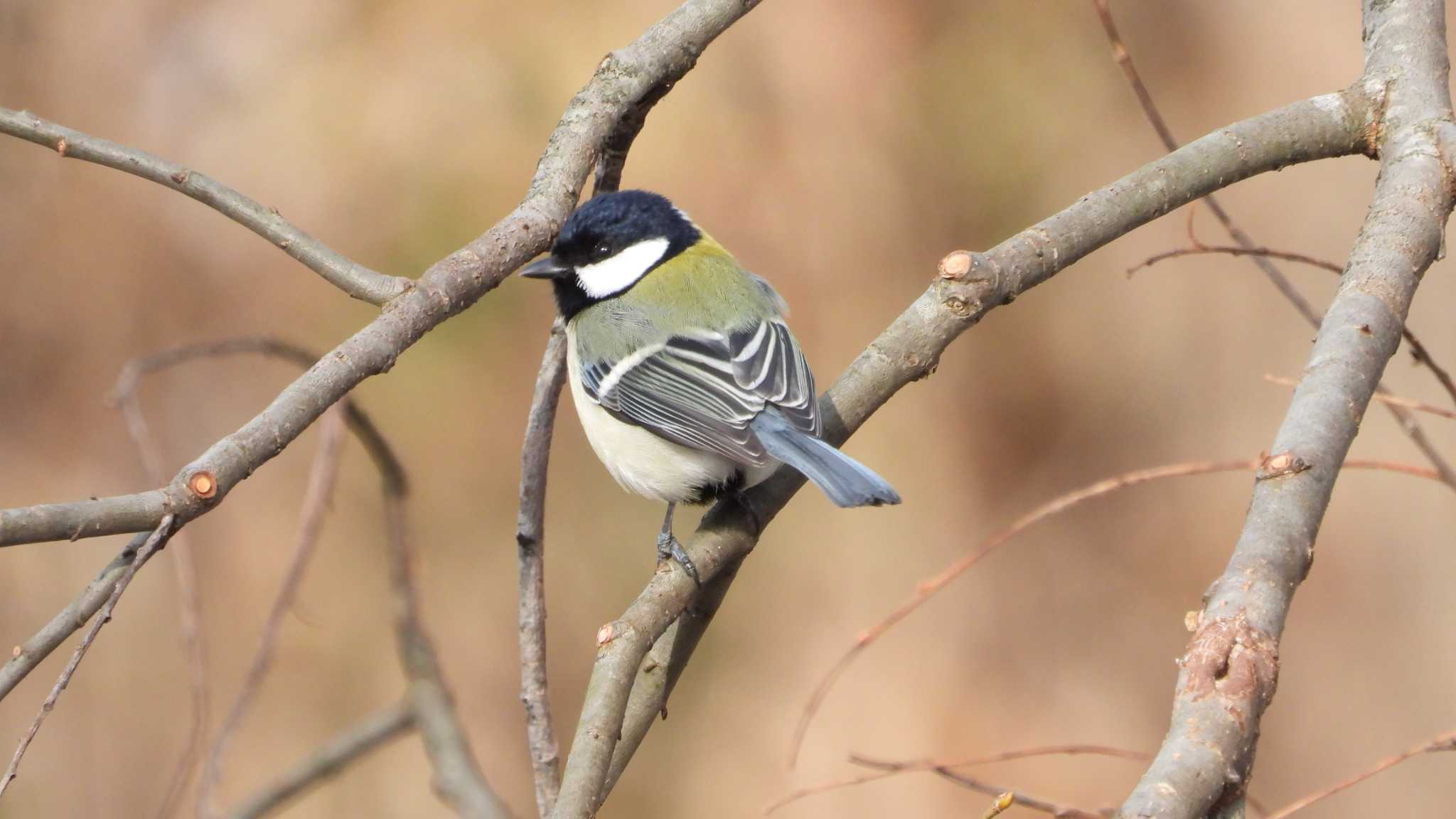 Japanese Tit