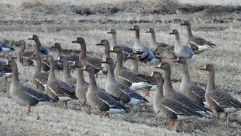 Greater White-fronted Goose 小川原湖(青森県) Sat, 2/24/2024