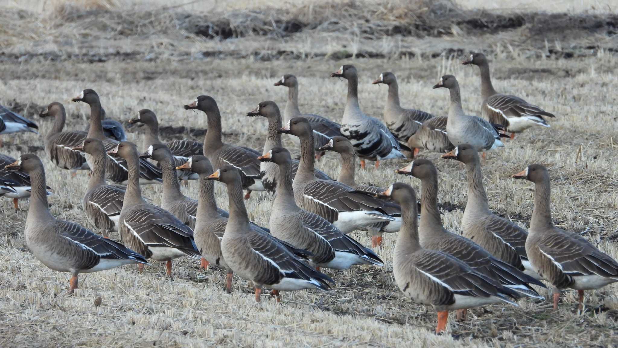 Greater White-fronted Goose