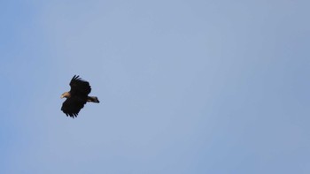 White-tailed Eagle 小川原湖(青森県) Sat, 2/24/2024