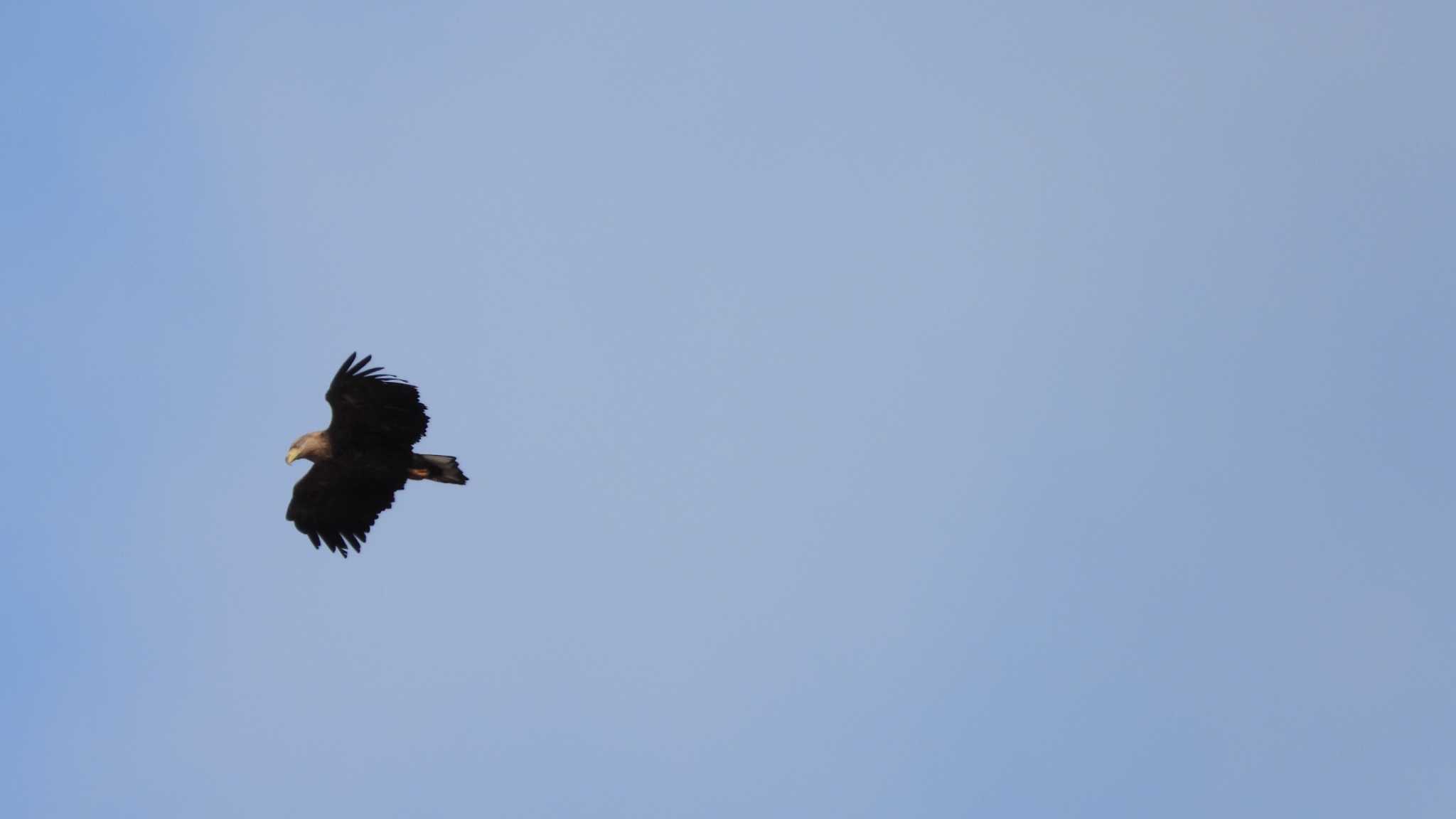 White-tailed Eagle