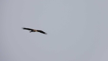 White-tailed Eagle 小川原湖(青森県) Sat, 2/24/2024