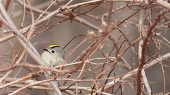 Goldcrest 小川原湖(青森県) Sat, 2/24/2024