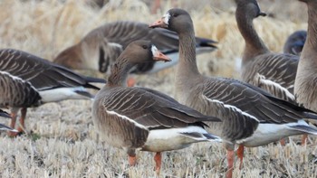 Greater White-fronted Goose 小川原湖(青森県) Sat, 2/24/2024