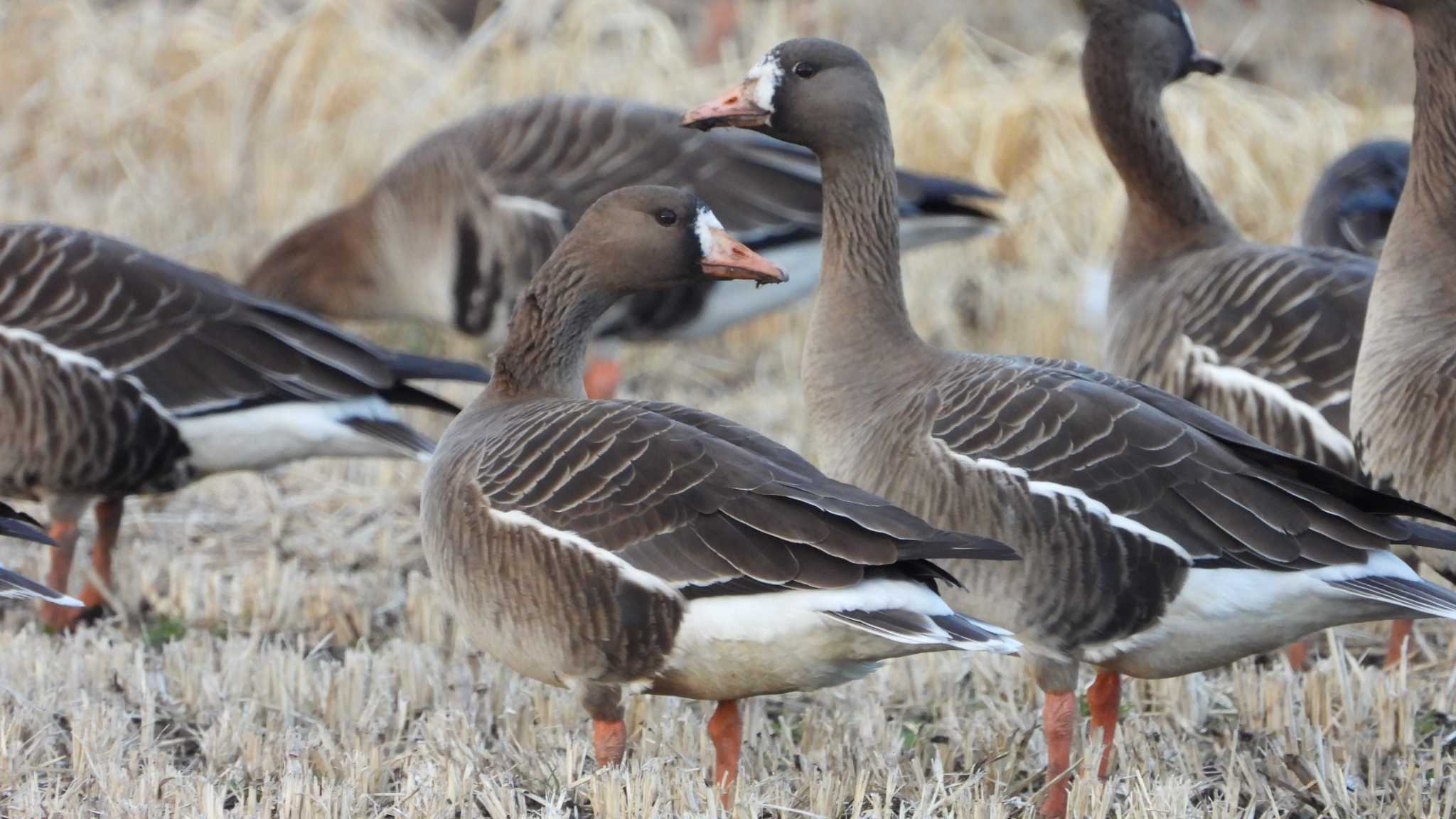 Greater White-fronted Goose