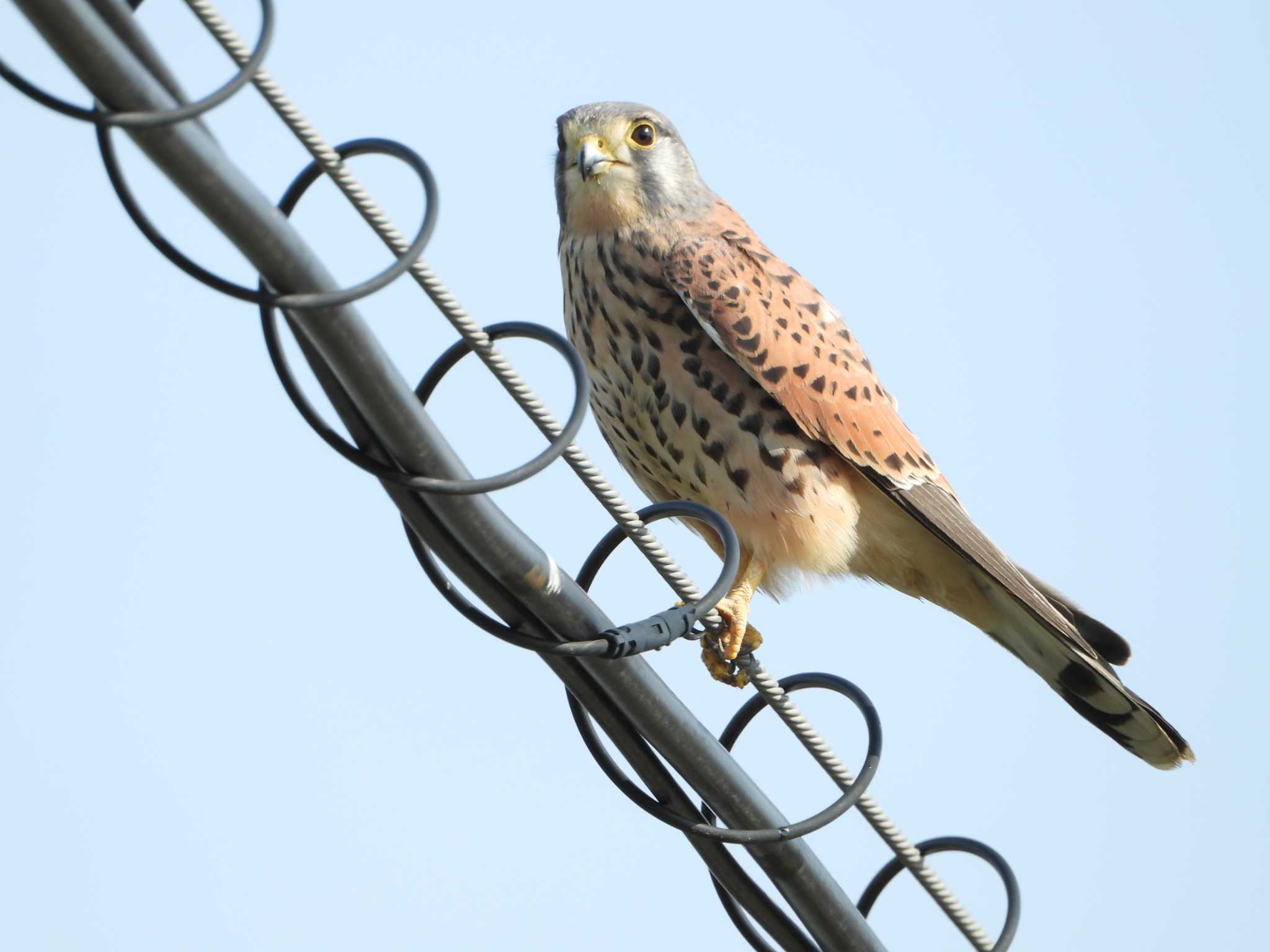 兵庫県明石市 チョウゲンボウの写真 by 禽好き