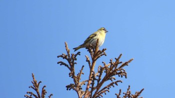 Eurasian Siskin おいらせ町いちょう公園(青森県おいらせ町) Sun, 2/18/2024