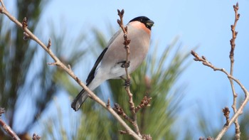 Eurasian Bullfinch おいらせ町いちょう公園(青森県おいらせ町) Sun, 2/18/2024