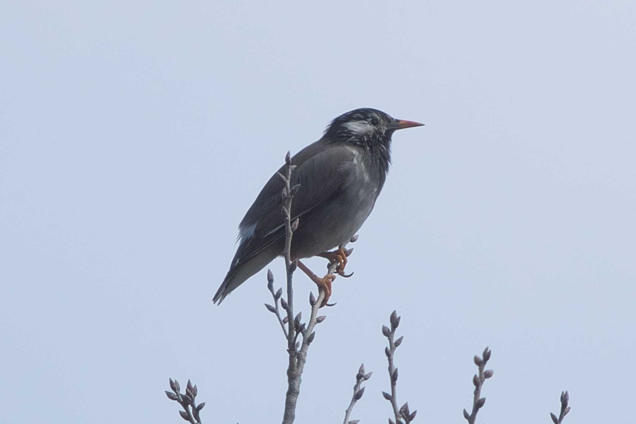 Photo of White-cheeked Starling at 横浜市立金沢自然公園 by Y. Watanabe